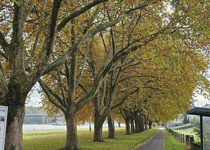 Gemuetliche Zwei Am Rhein Weissenthurm